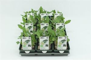 Bild von Kool. Koolrabi Wit